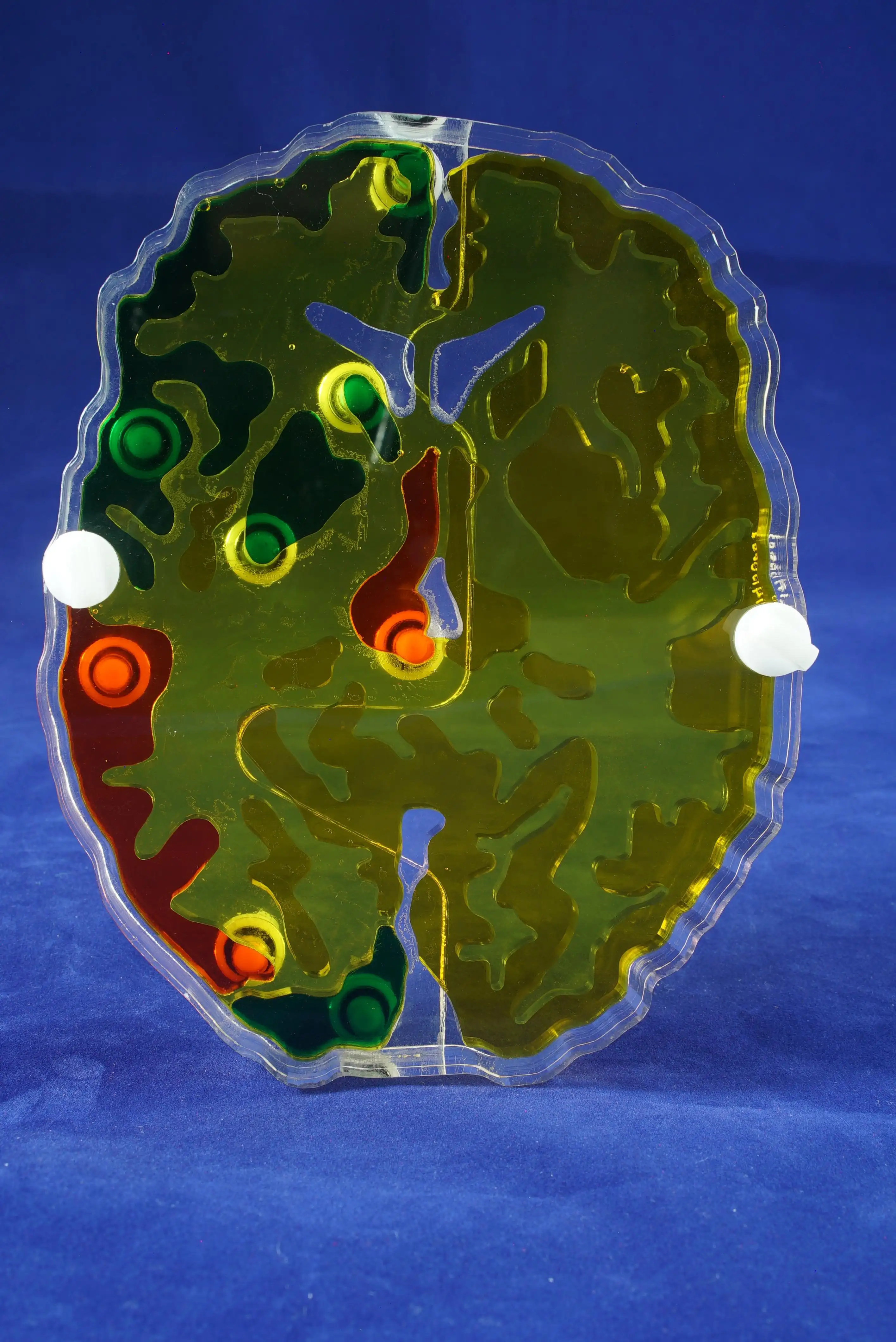 Hoffman 2D Multi-Compartment Brain Phantom